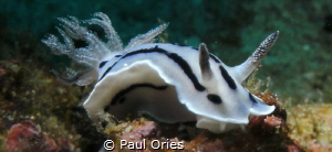 White Nudi posing for me. by Paul Ories 